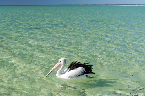 Pelican gliding through crystal clear shallows - Australian Stock Image