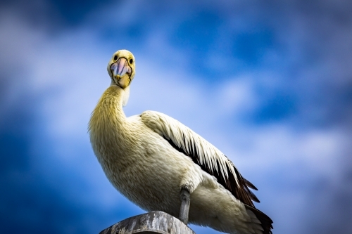 Pelican looking down at camera from top of pole with blue sky background