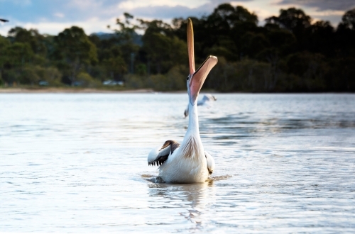 Pelican looking up in the air - Australian Stock Image