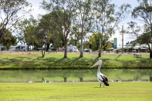 Pelican near Murray River