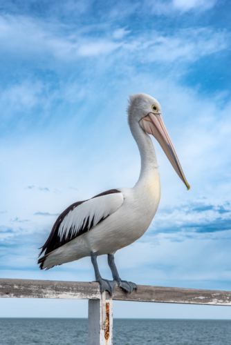 Pelican on jetty railing with the horison in the background - Australian Stock Image