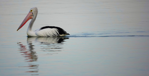 Pelican on the water - Australian Stock Image