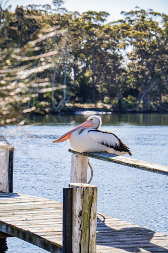 Pelican perched on a jetty - Australian Stock Image
