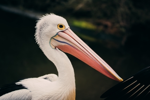 Pelican Portrait - Australian Stock Image