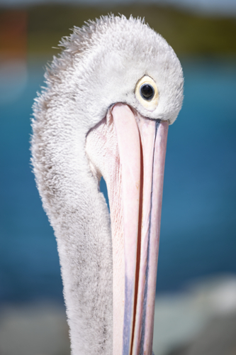Pelican relaxing at marina by the seaside close up - Australian Stock Image