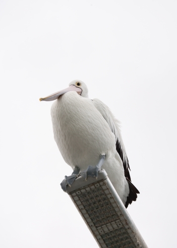 Pelican sitting on a light fitting at a pier - Australian Stock Image