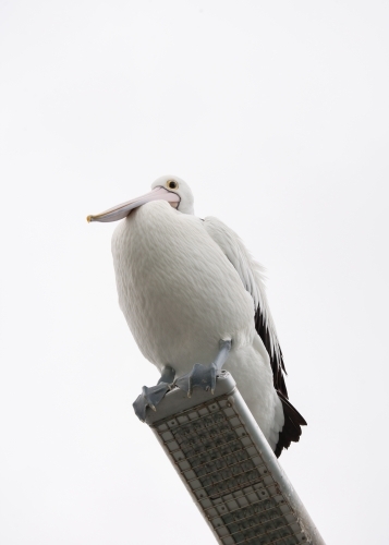 Pelican sitting on a light fitting at a pier