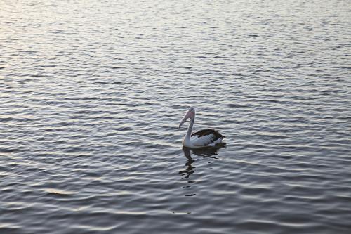 Pelican sitting on peaceful water on the snowy river estuary