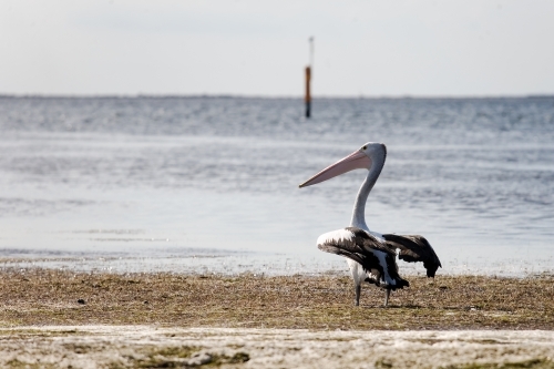 pelican standing in a shallow bay