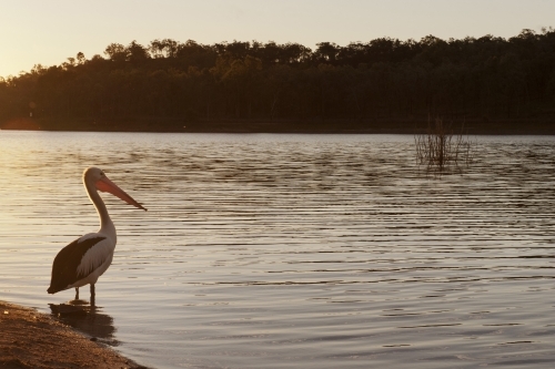 Pelican standing in dam at sunset