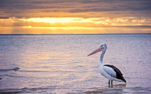 Pelican standing in seawater with the sun rising in background