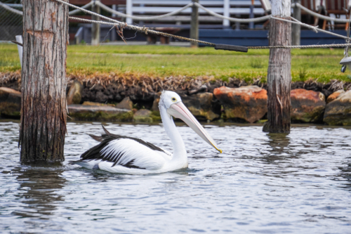 Pelican swimming by an old pier - Australian Stock Image