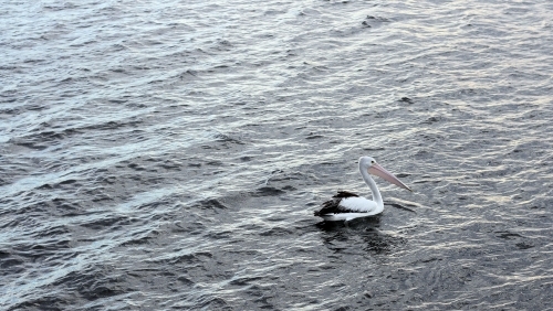 Pelican swimming in bay