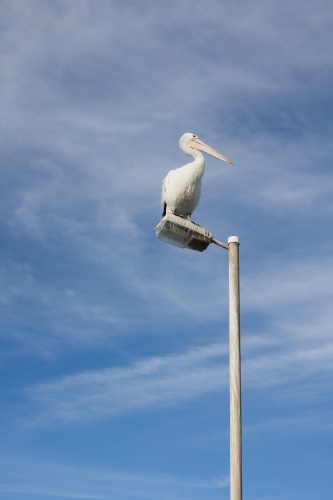 Pelican watching from the lampost - Australian Stock Image