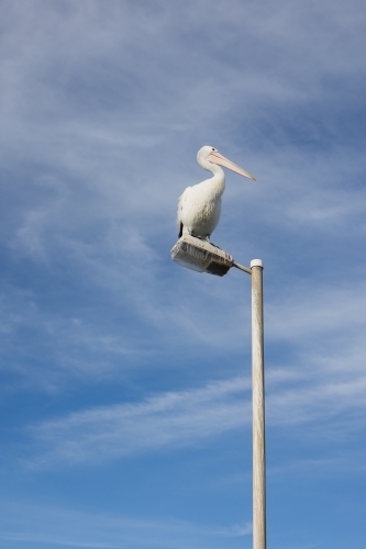 Pelican watching from the lampost