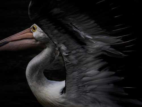 Pelican with wings spread ready to take flight - Australian Stock Image