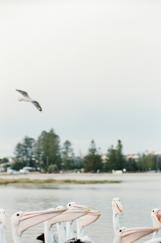 Pelicans feeding on a lake with a bird flying in the sky - Australian Stock Image