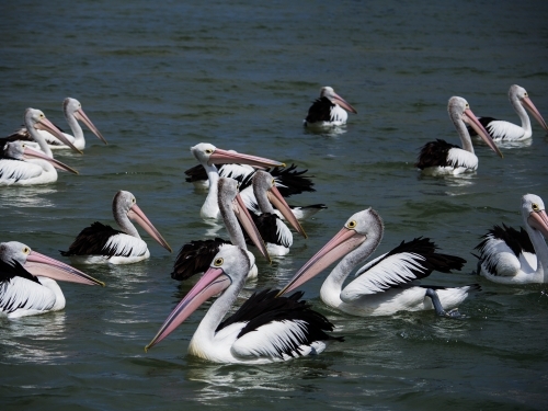 Pelicans gathering for a feeding - Australian Stock Image