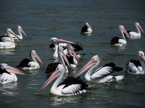 Pelicans gathering for a feeding
