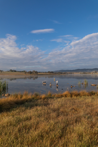 Pelicans on a country dam - Australian Stock Image