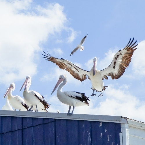 Pelicans on a tin roof