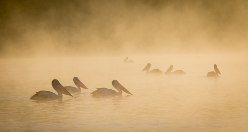 Pelicans on river at sunrise - Australian Stock Image