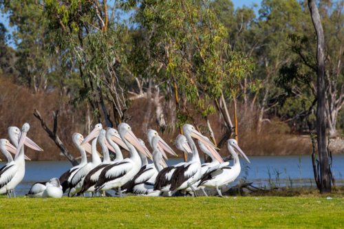 Pelicans on riverfront - Australian Stock Image