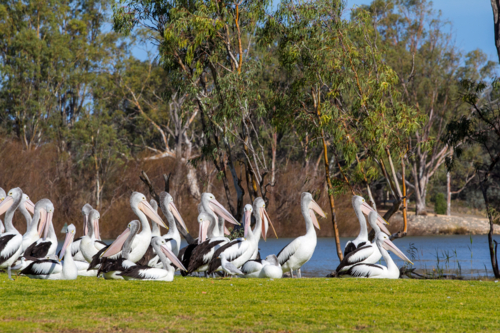 Pelicans on riverfront - Australian Stock Image