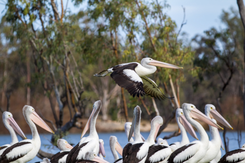 Pelicans on riverfront - Australian Stock Image