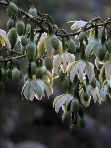 Pendulous creamy green flowers of a giant yucca - Australian Stock Image