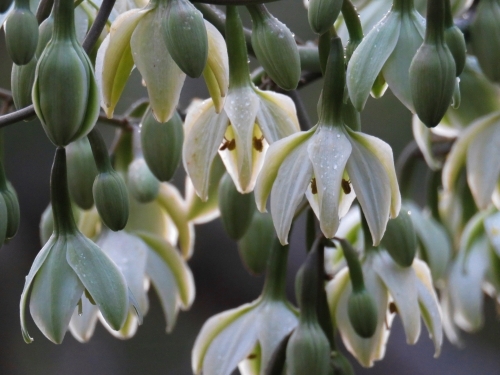 Pendulous creamy green flowers of a giant yucca, close up - Australian Stock Image