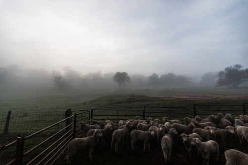 Penned sheep on misty morning - Australian Stock Image