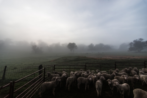 Penned sheep on misty morning