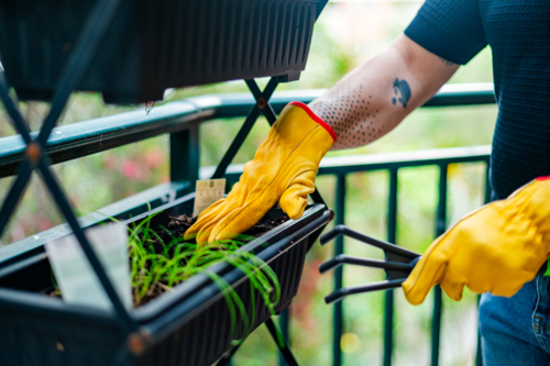 a crop shot of a man using yellow gloves to do gardening on a balcony - Australian Stock Image