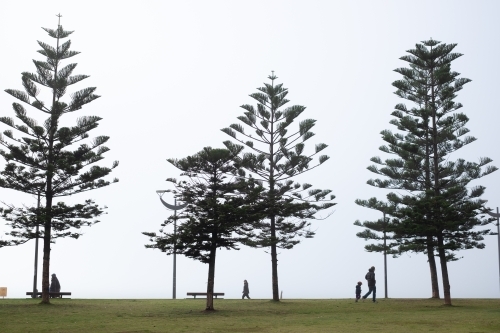 people walking at the park in dense fog