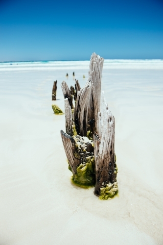 Permanent driftwood at Sensation Beach, Coffin Bay NP - Australian Stock Image