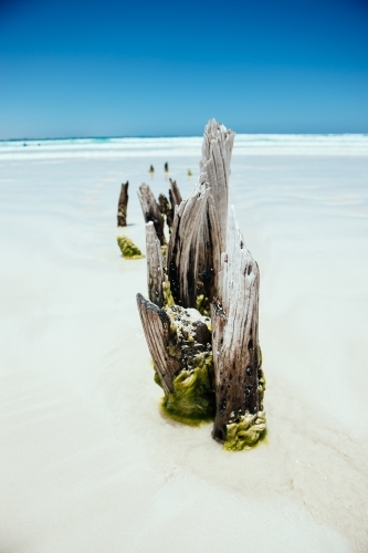 Permanent driftwood at Sensation Beach, Coffin Bay NP