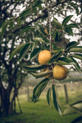 Persimmon fruit growing in a farm house garden - Australian Stock Image