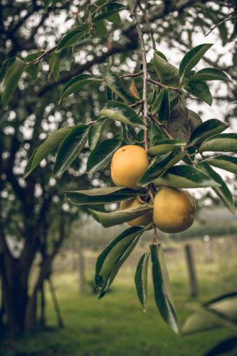 Persimmon fruit growing in a farm house garden