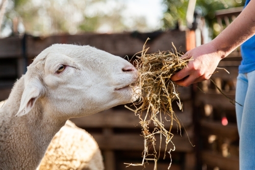 Person feeding sheep hay close up - Australian Stock Image