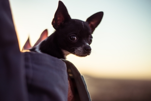 Person holding chihuahua dogs - Australian Stock Image