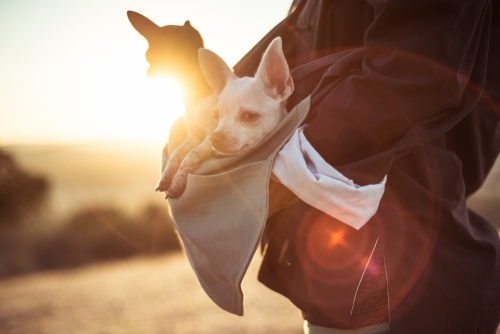 Person holding chihuahua dogs - Australian Stock Image