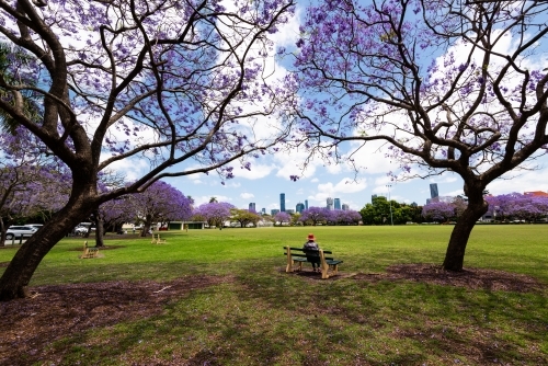 Person in red hat on a park bench between Jacaranda trees in bloom with city skyline behind - Australian Stock Image