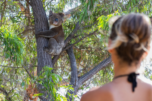 Person looking at koala bear climbing tree in the wild in South Australia - Australian Stock Image