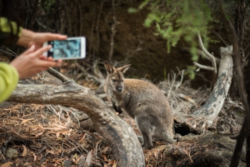 Person taking an iphone photo of wallaby - Australian Stock Image
