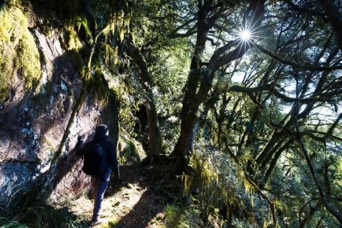 Person with backpack walking through forest - Australian Stock Image