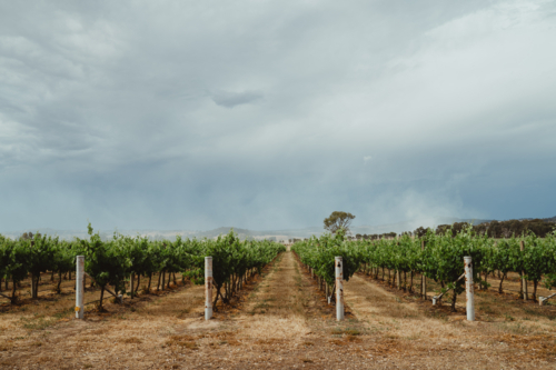 Perspective view down a row of grapevines at a Mudgee winery - Australian Stock Image