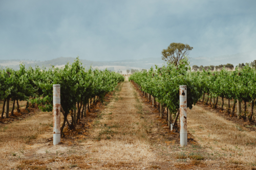 Perspective view down a row of grapevines at a Mudgee winery - Australian Stock Image