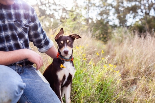 pet Australian Kelpie puppy dog beside man in paddock of grass - Australian Stock Image
