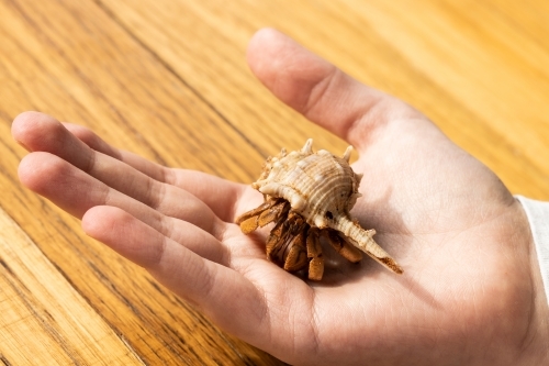 pet Australian Land Hermit Crab (Coenobita variabilis) being held by a child's hand - Australian Stock Image